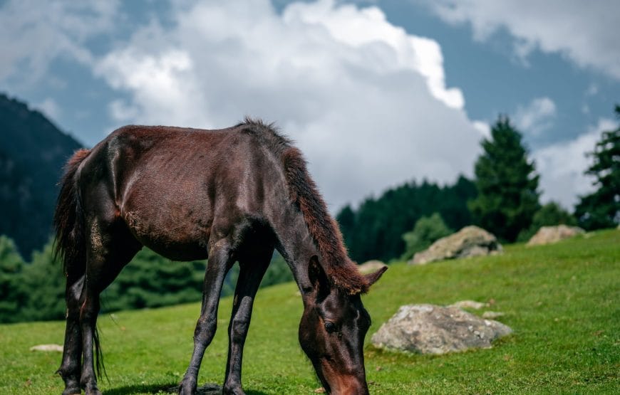 The Wanderlust Trails- Kashmir 5D, 4N